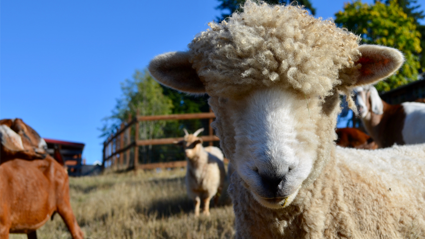 romney sheep